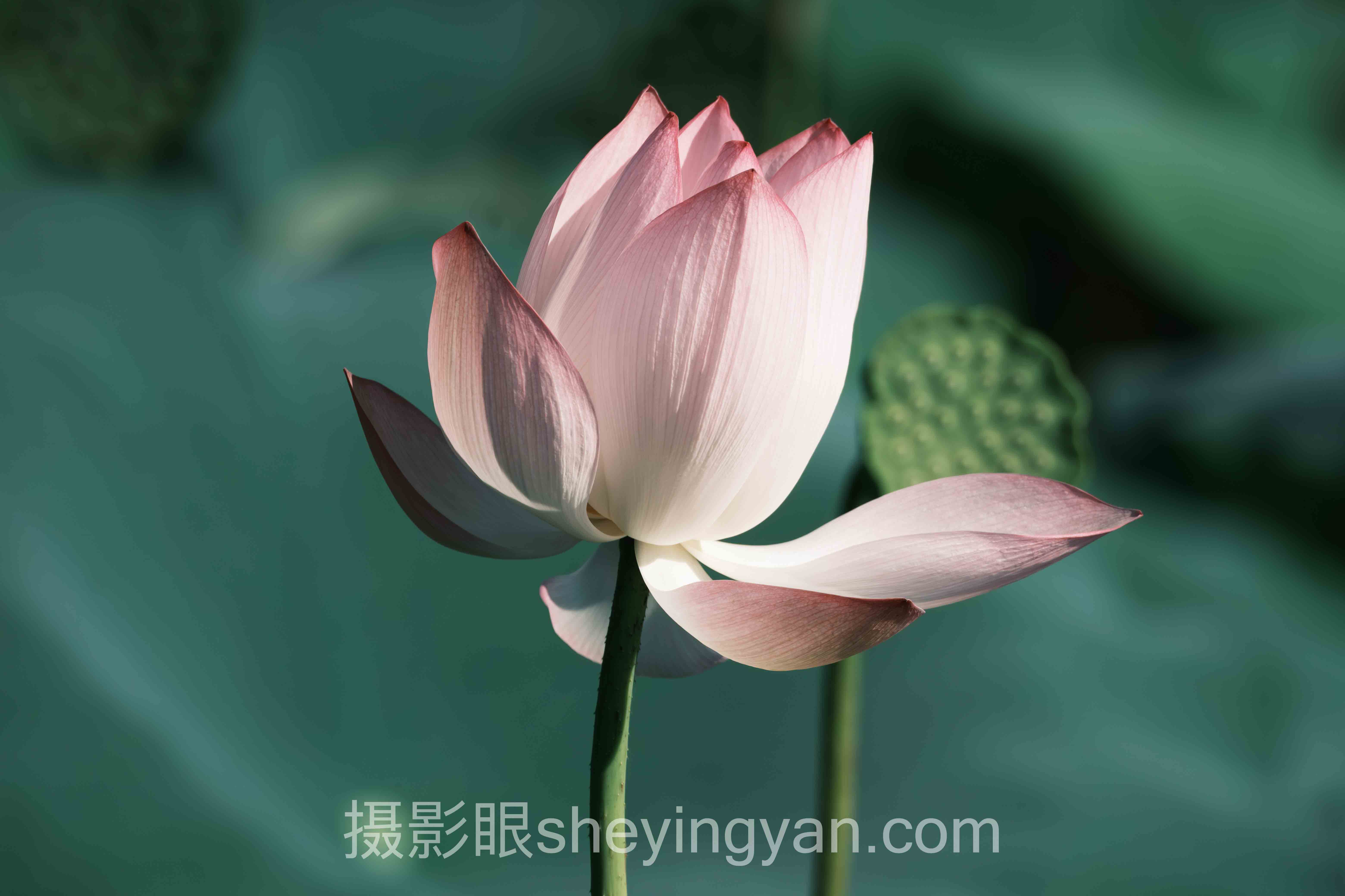 摄影眼官网进不去了怎么办？深度评测：5种替代方案全面解析