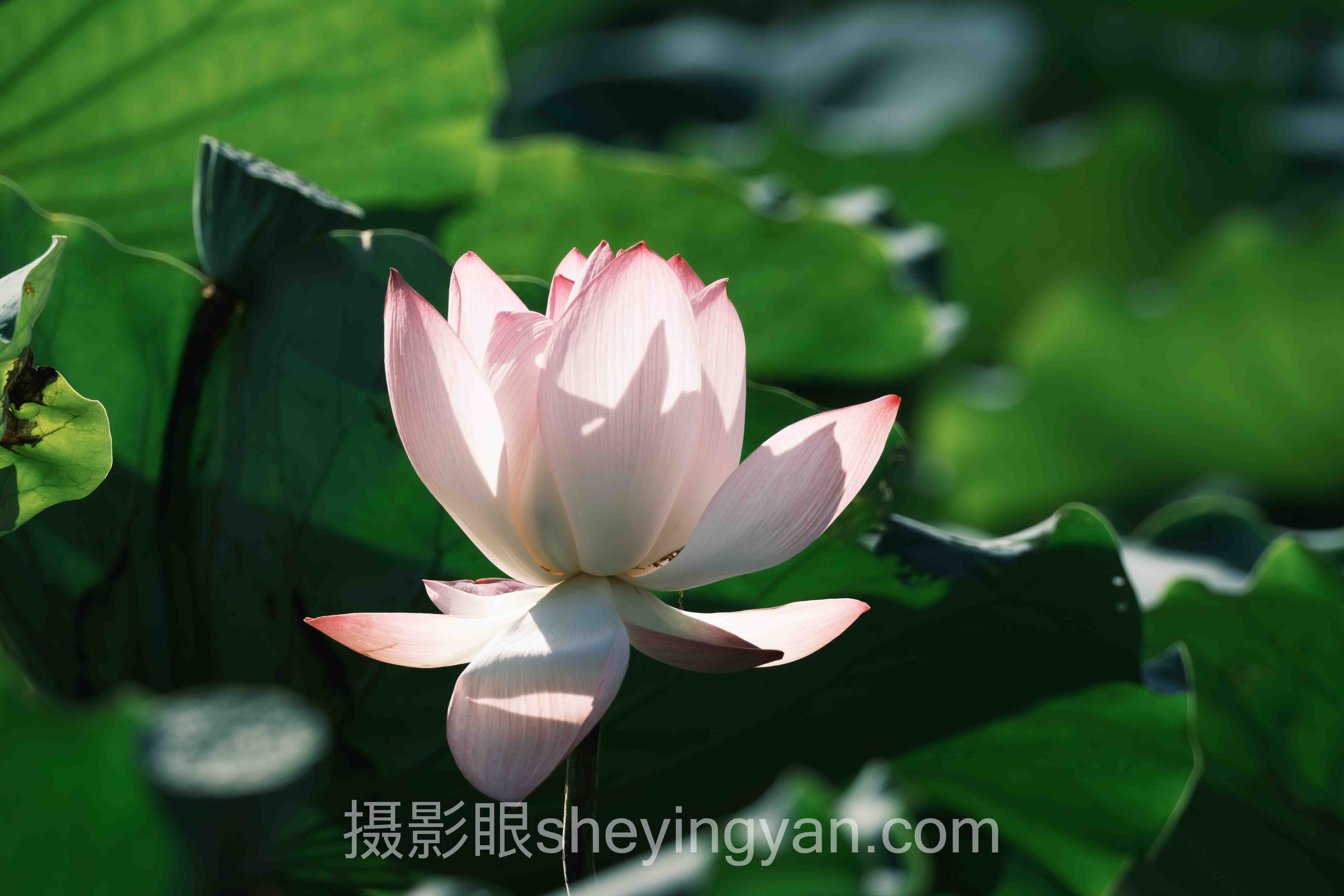 P档是什么怎么用？3个案例告诉你答案