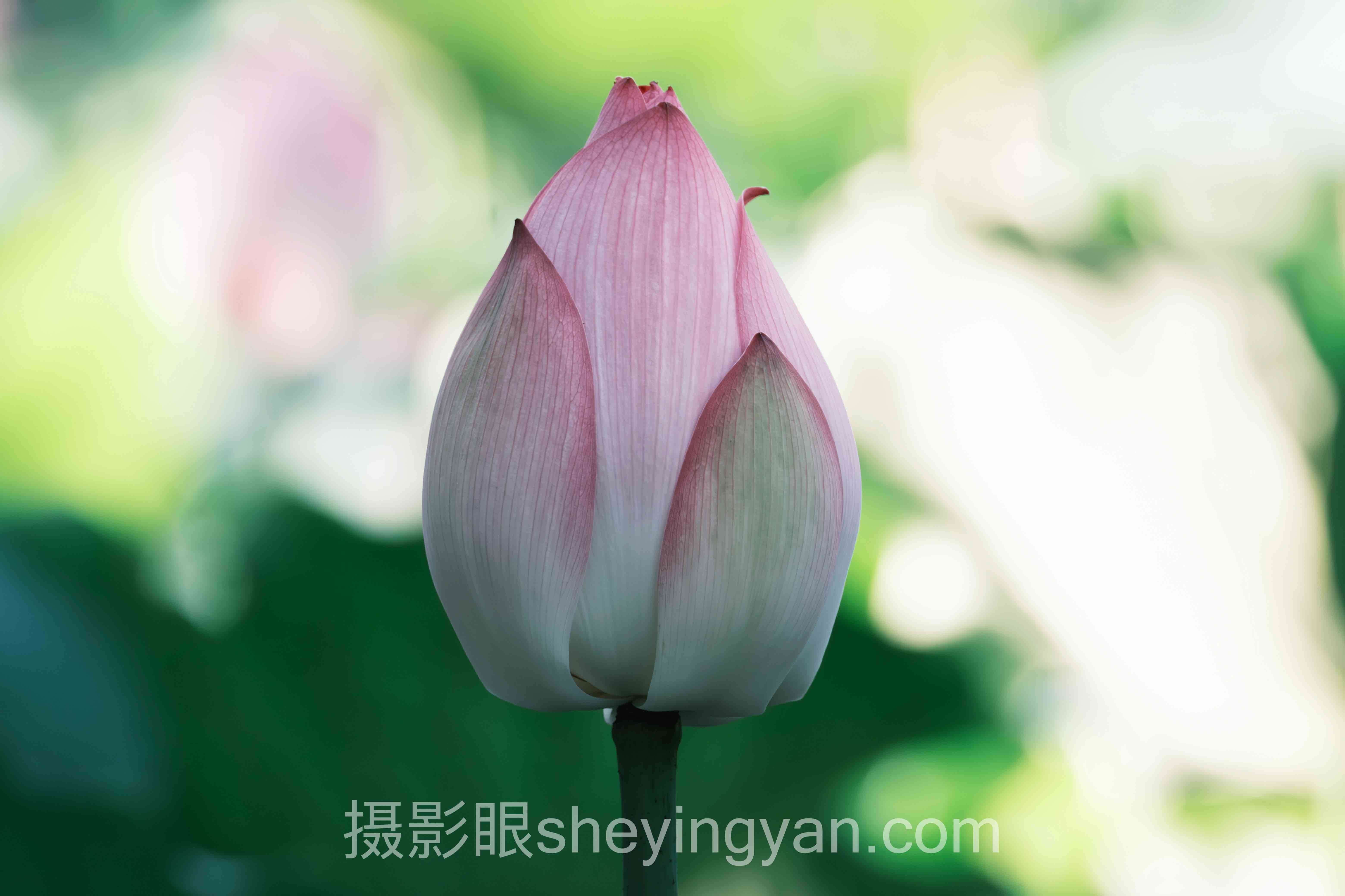 摄影进步慢怎么办十人谈：多位专家的核心观点汇总