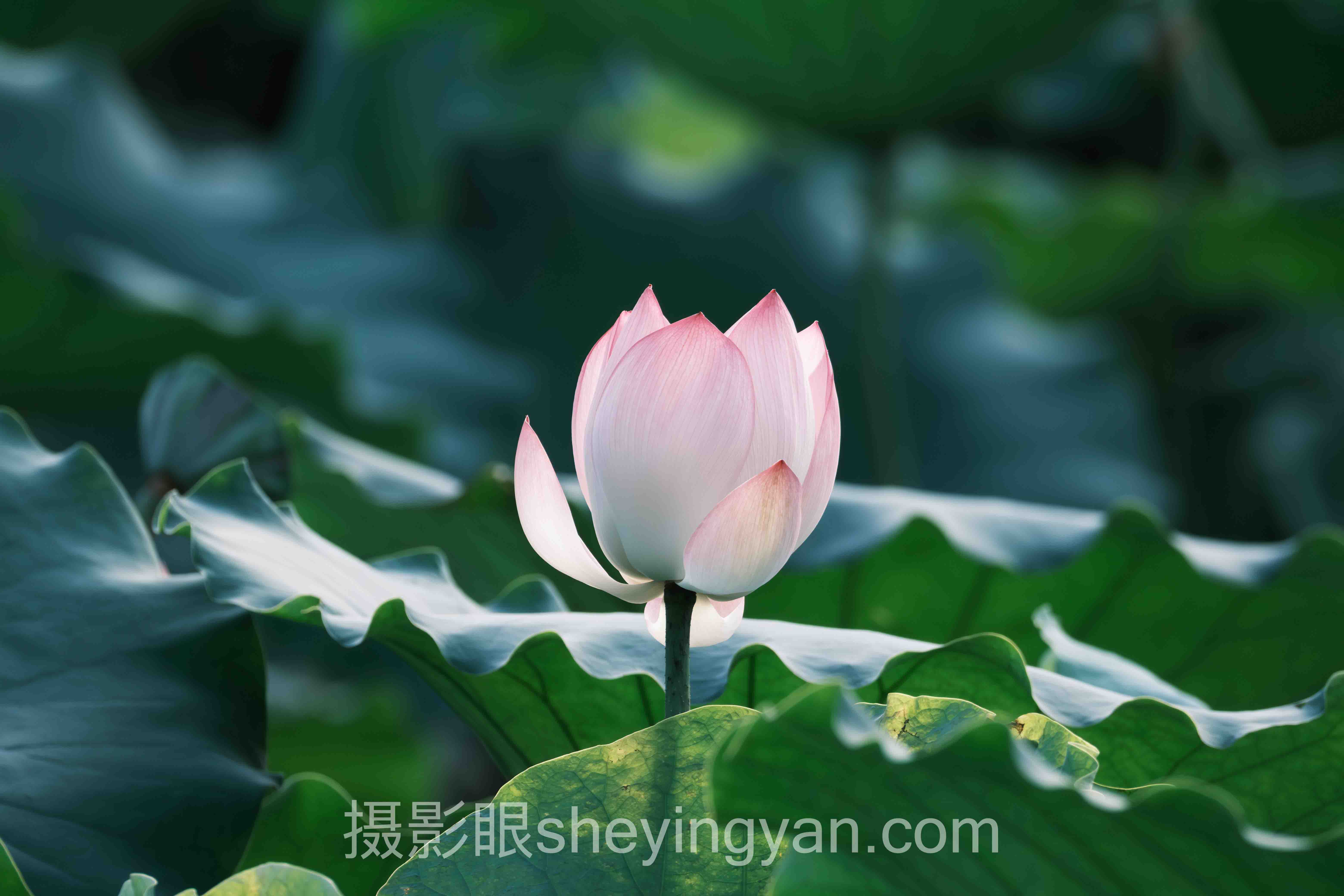 索尼相机人像摄影设置深度评测：4种方案全面解析