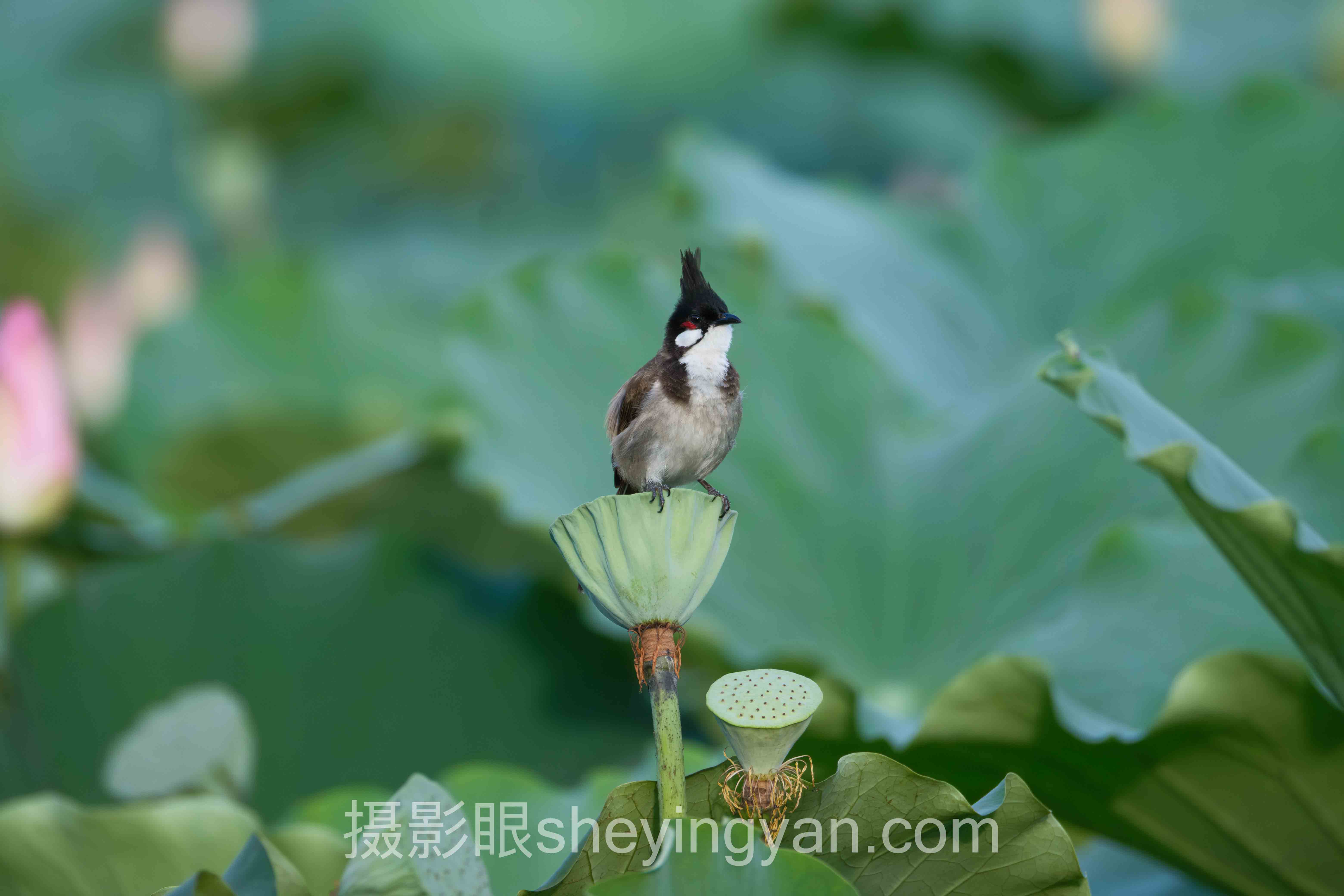 照片点评app哪个好用全景解读：问题根源与破局之道