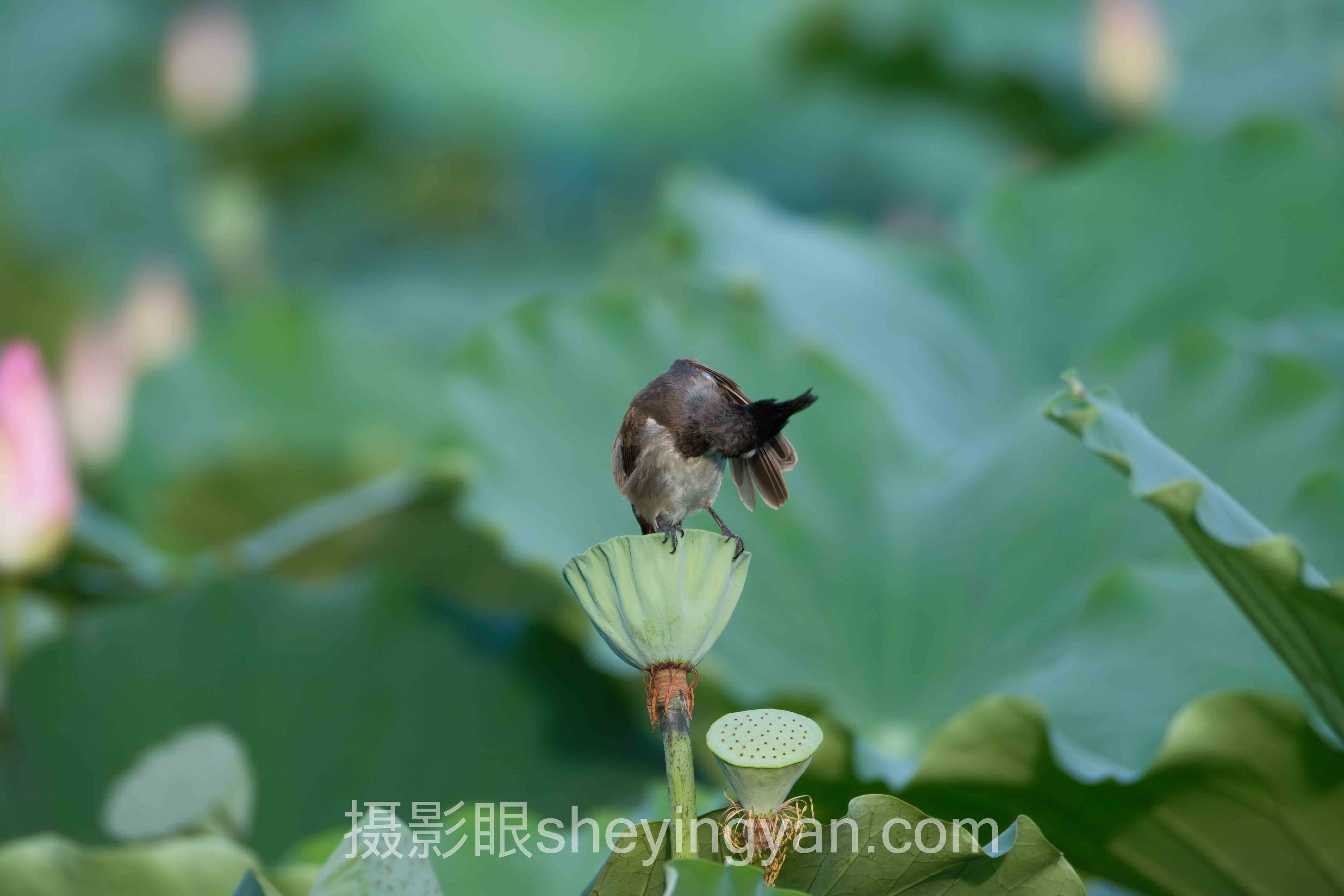 照片点评行业数据全景：5组数据揭示真相