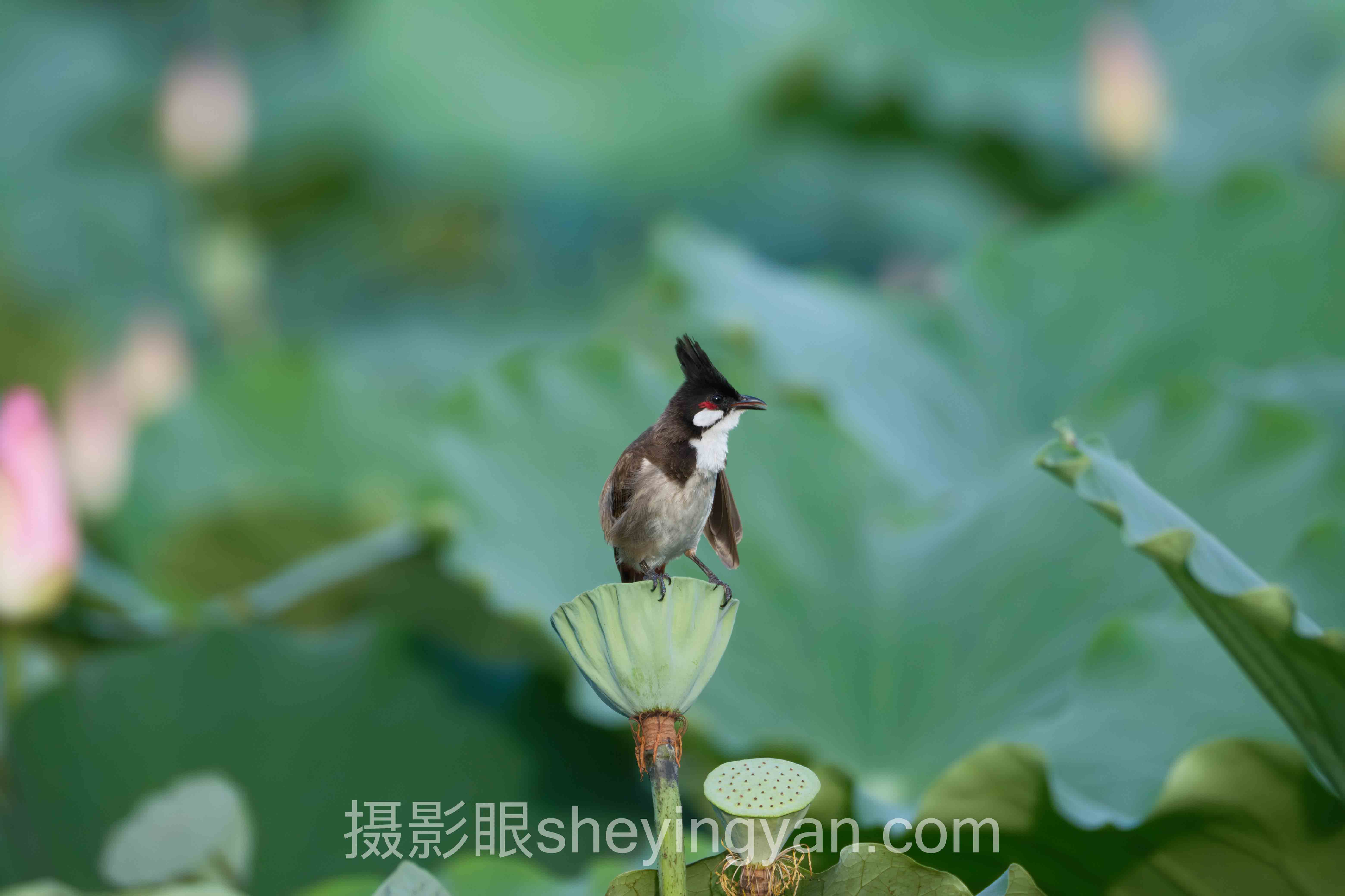 摄影训练网站摄影眼完整指南:从入门到精通的4个步骤