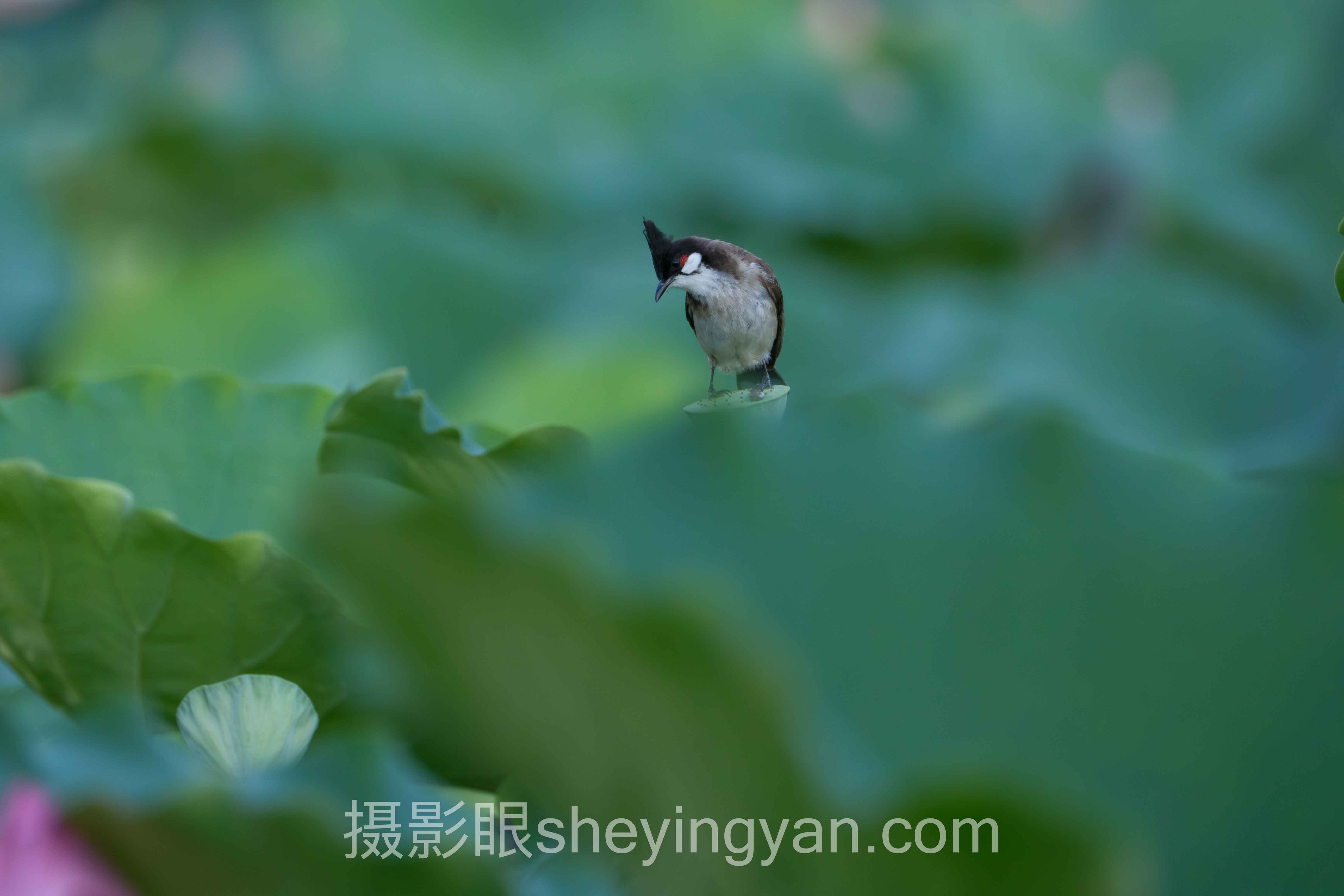 求大佬点评照片哪里发怎么做?3个案例告诉你答案