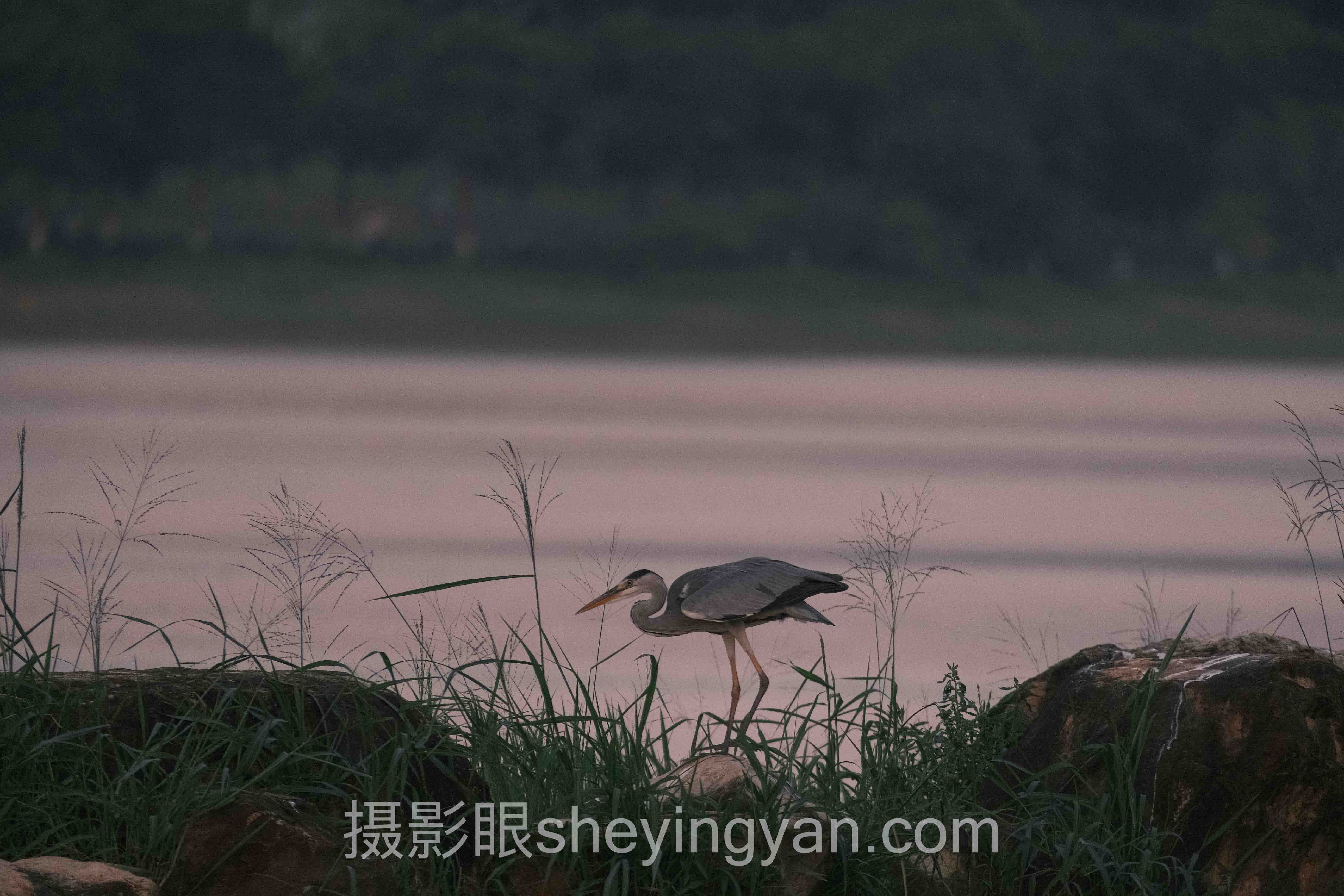透视摄影眼官方网站登录：从数据迷宫到AI破局