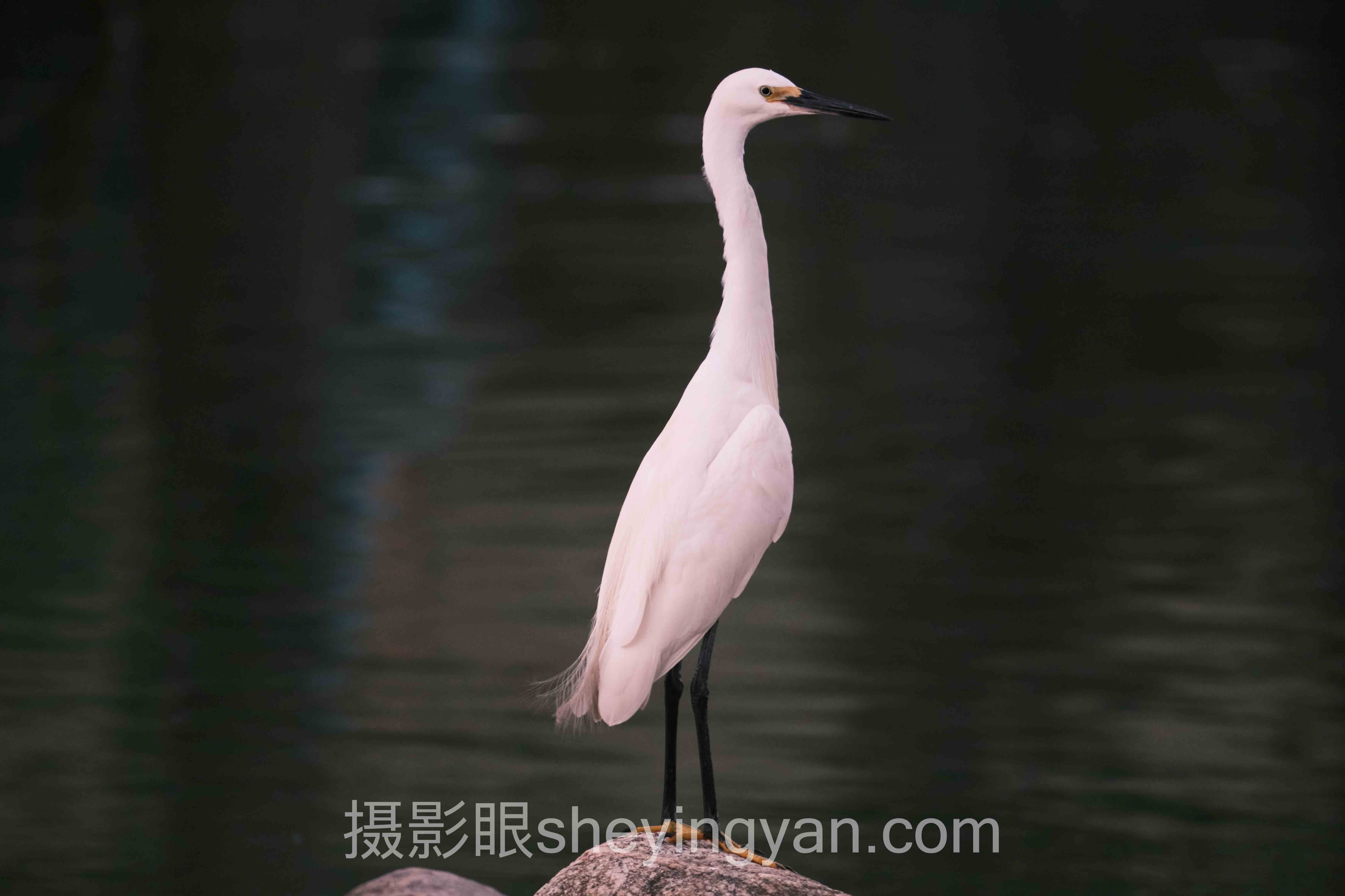 夜景摄影的困局与出路：摄影眼平台深度分析：现状、挑战与未来趋势