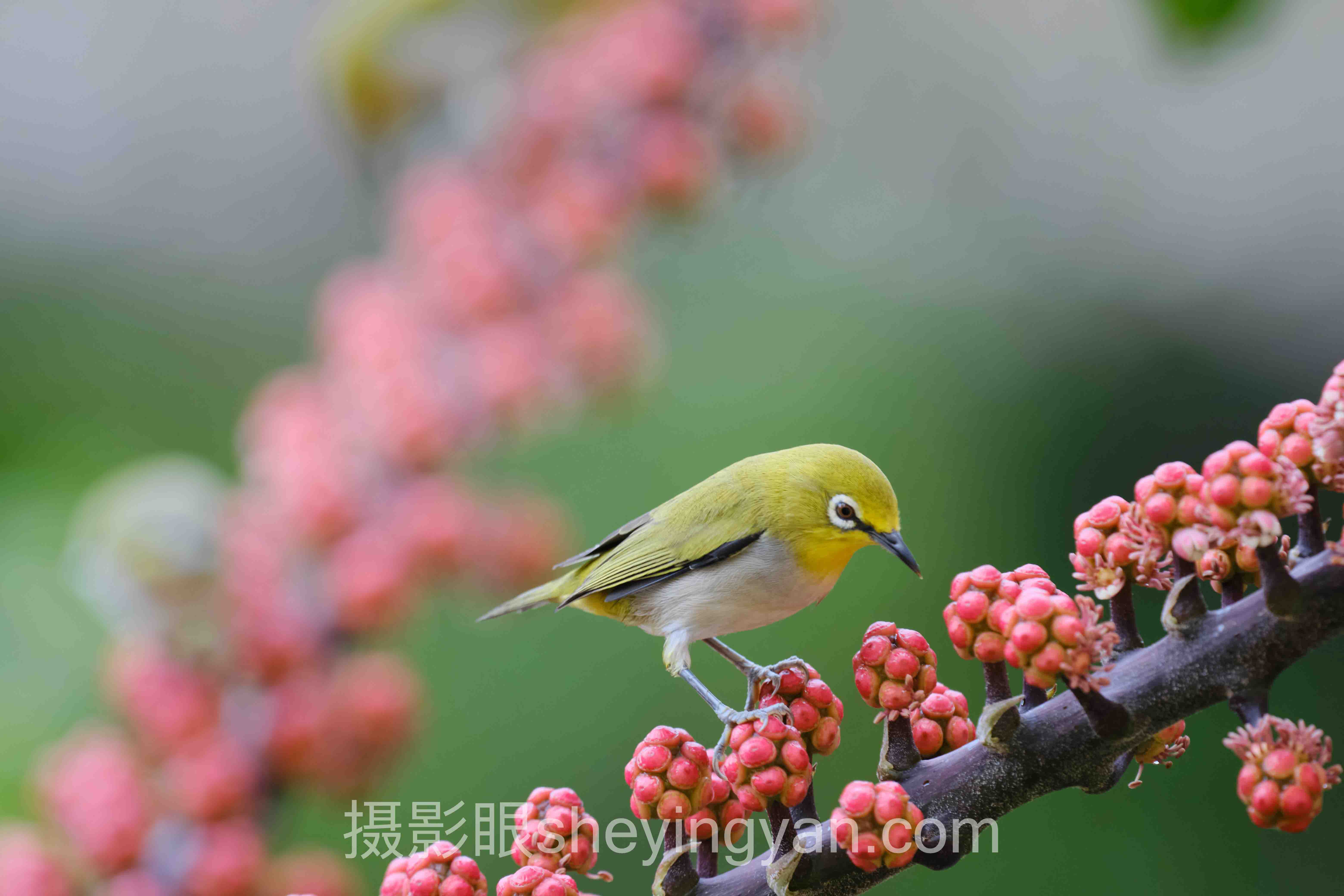 摄影眼照片点评sheyingyan.com