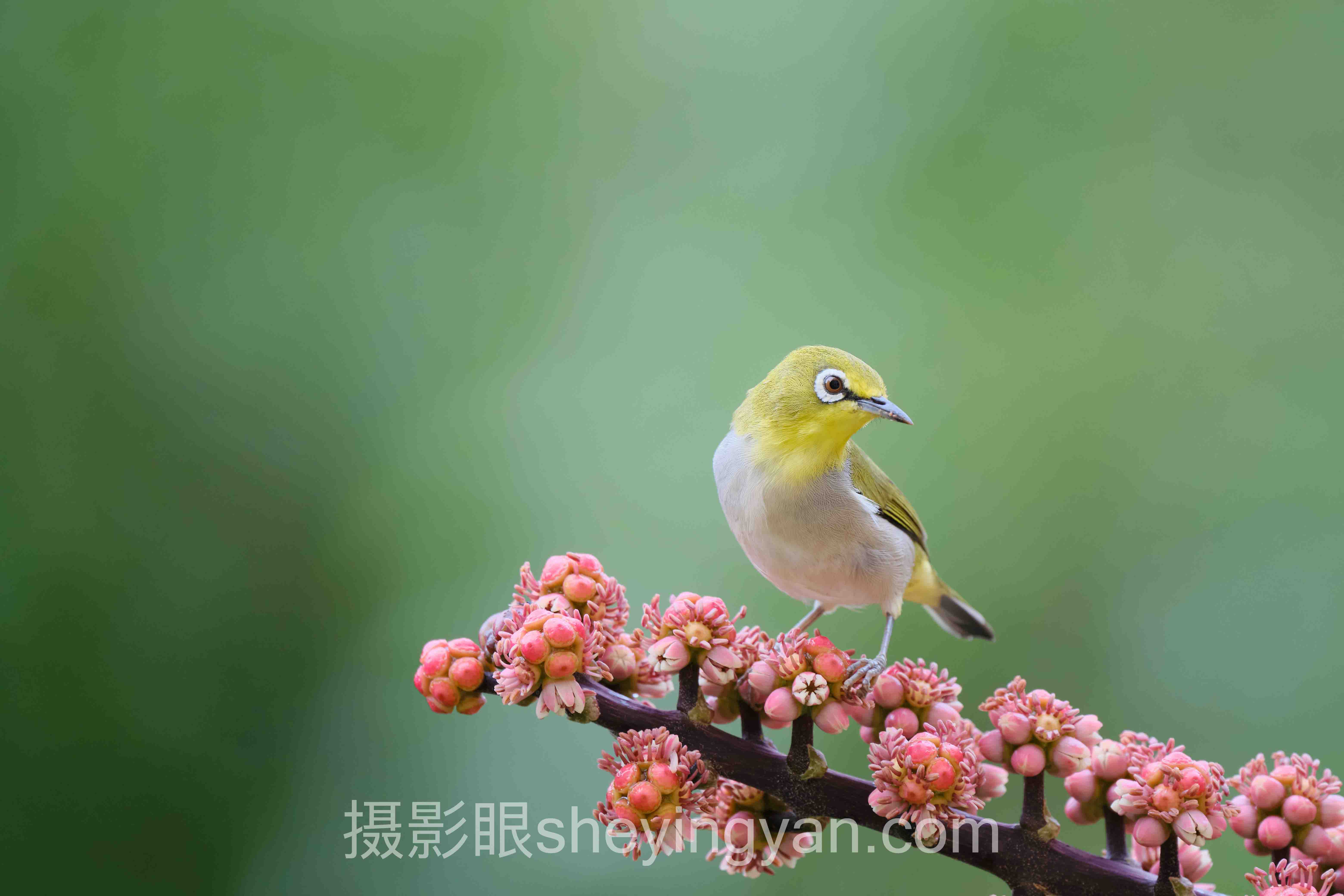 摄影作品点评技巧背后的真相,多数人不知道