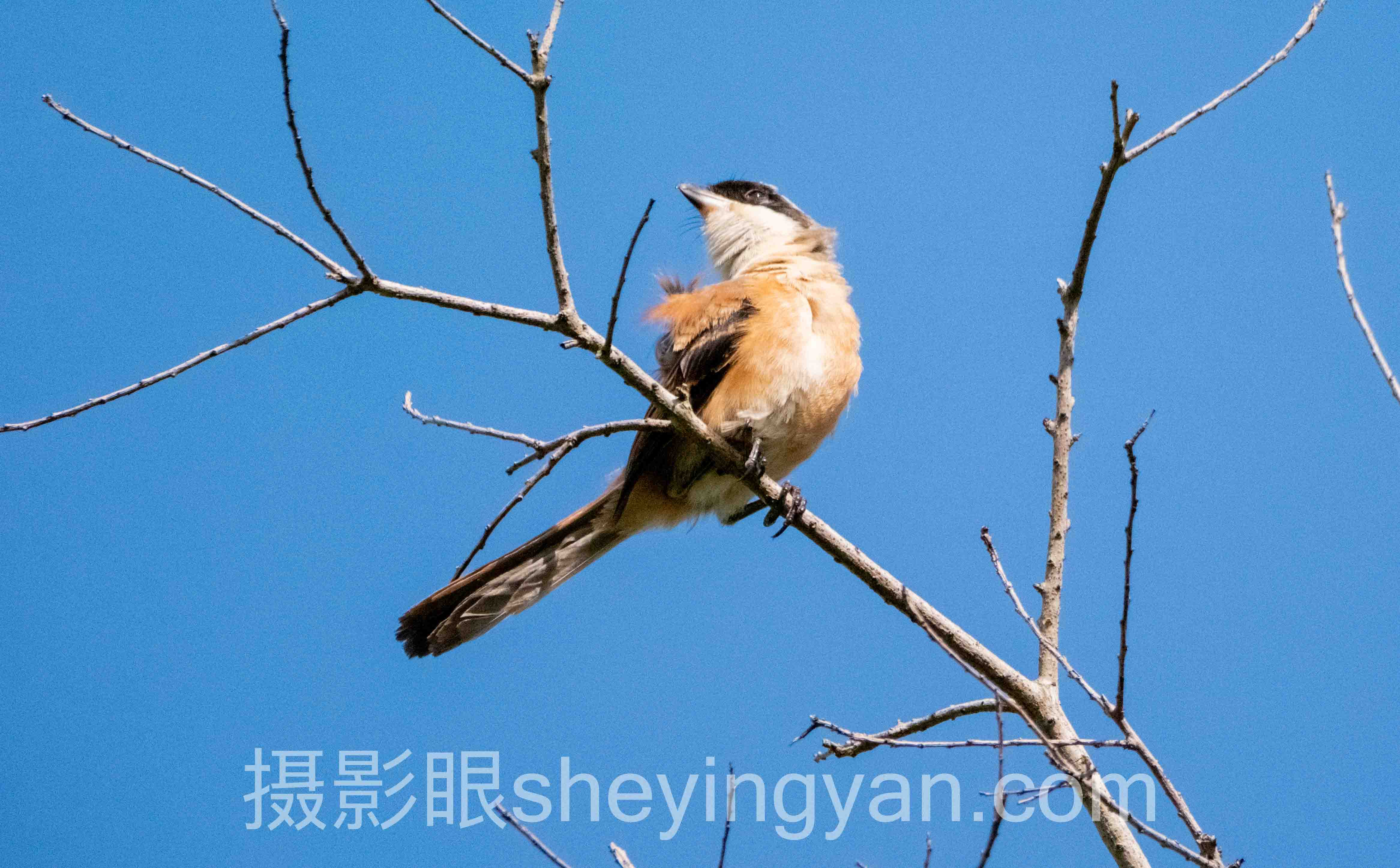 摄影审美电子书下载深度评测：5种主流渠道全面解析