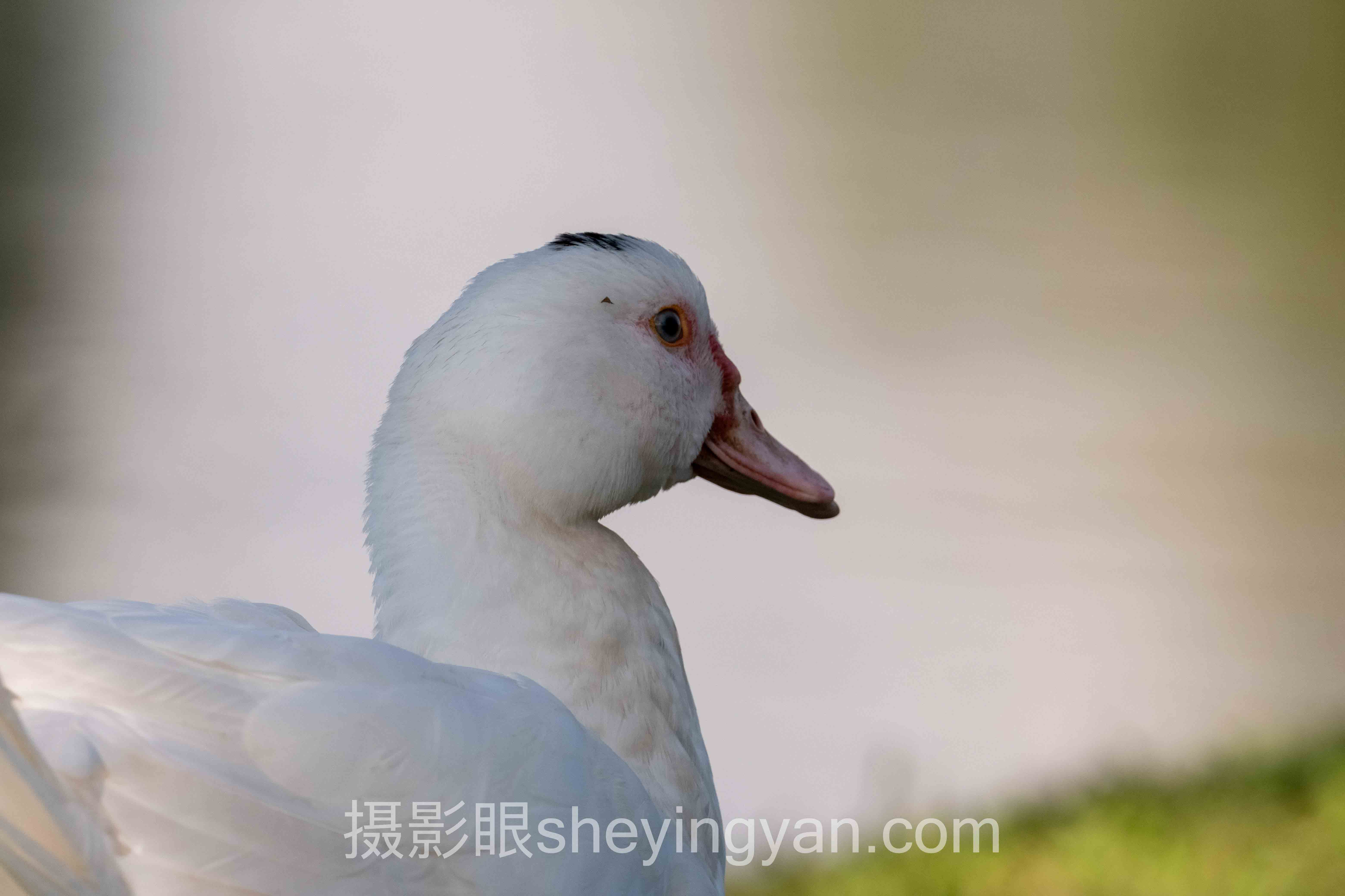 硬光和柔光的区别全问答：你想知道的都在这里