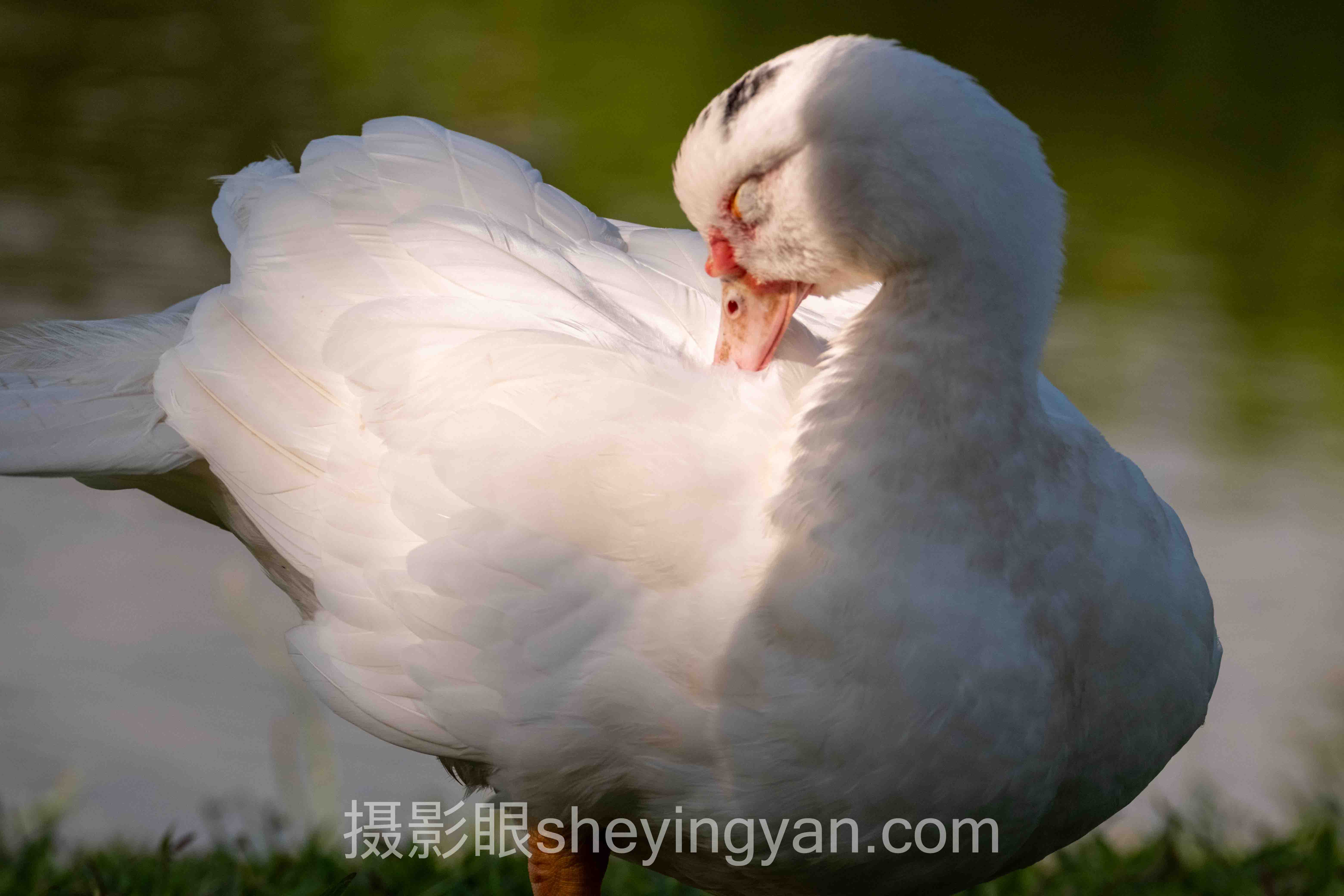 摄影眼平台授权证书