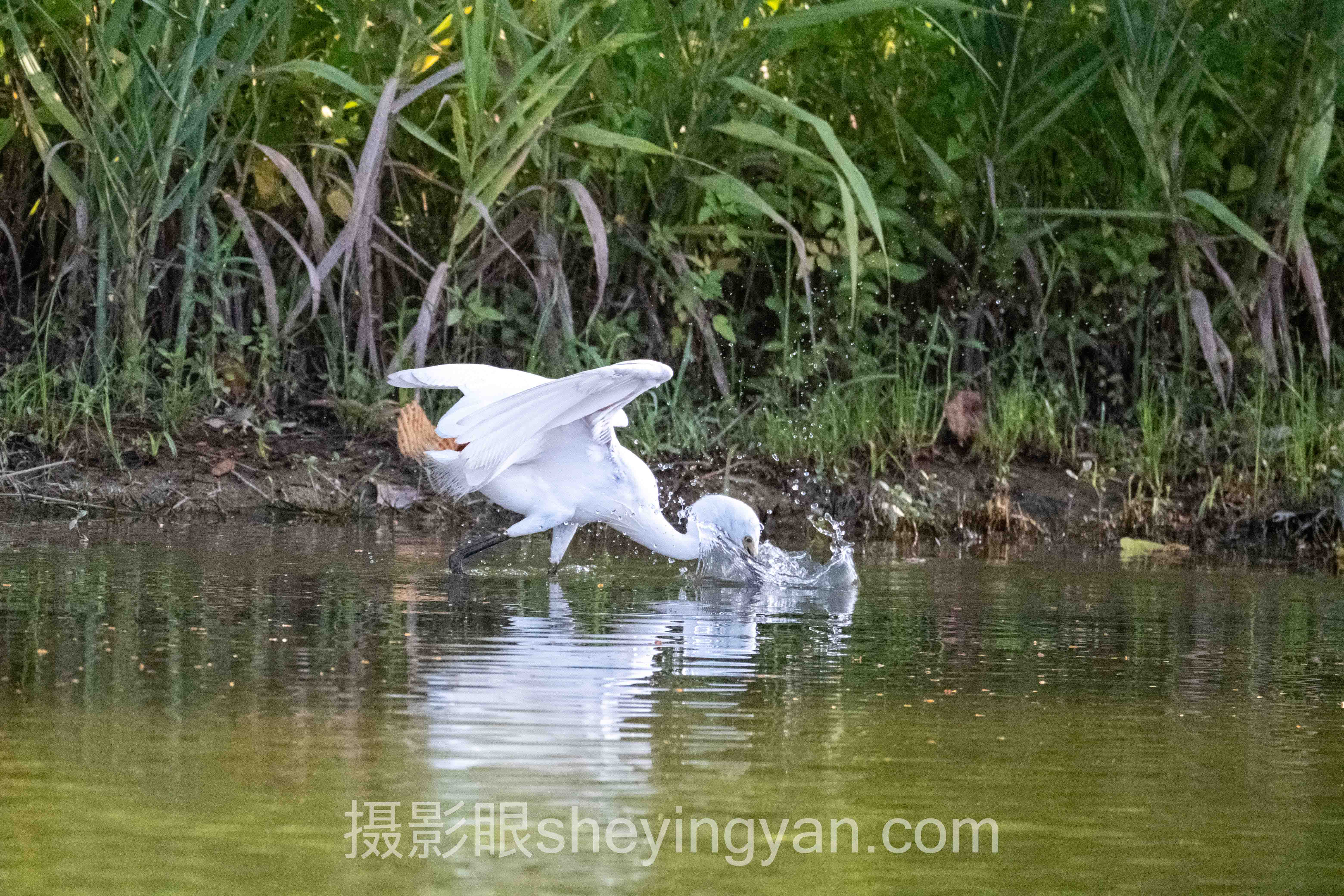 森林怎么拍十人谈:多位专家的核心观点汇总