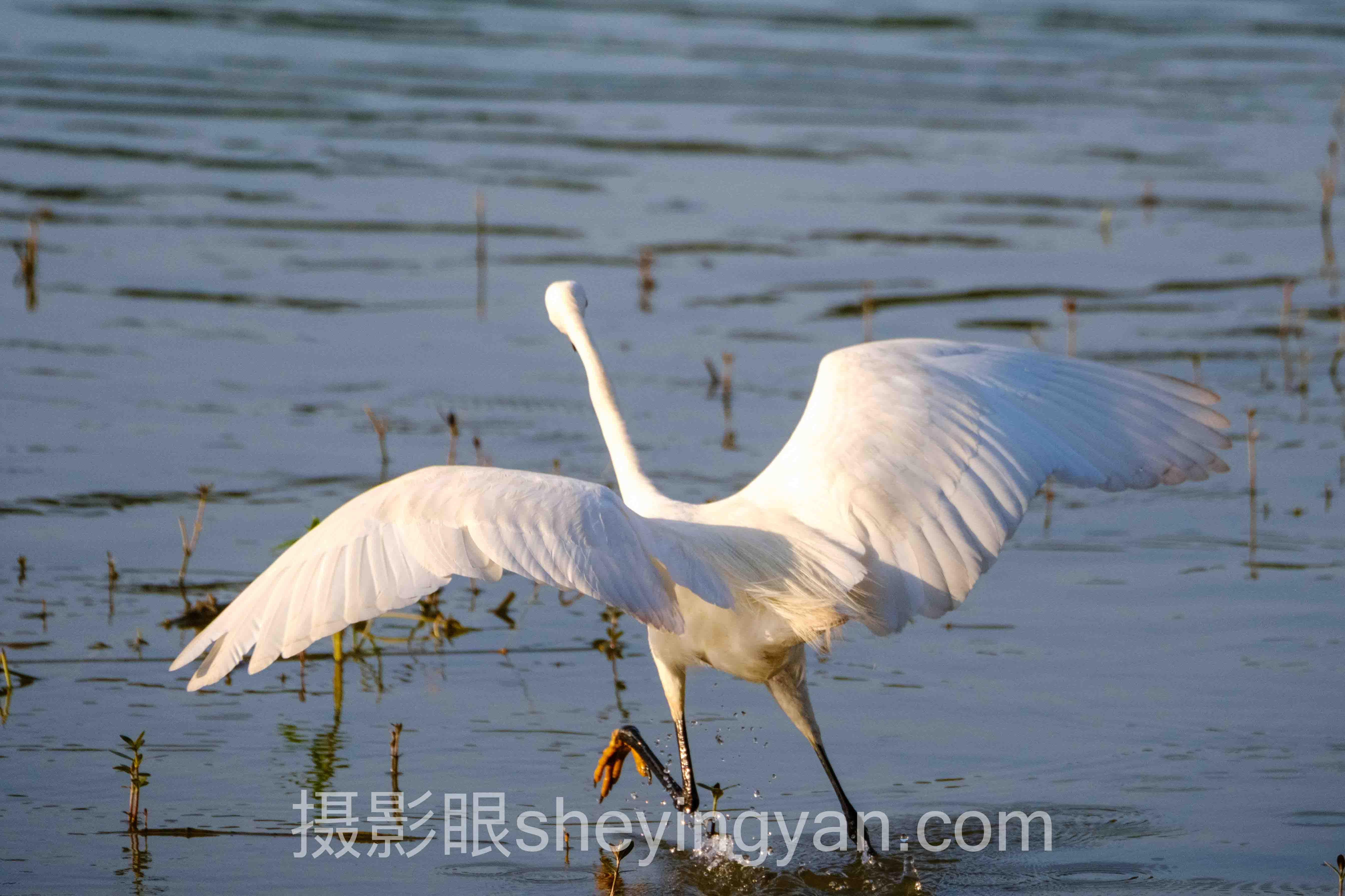 摄影眼sheyingyan.com使用技巧