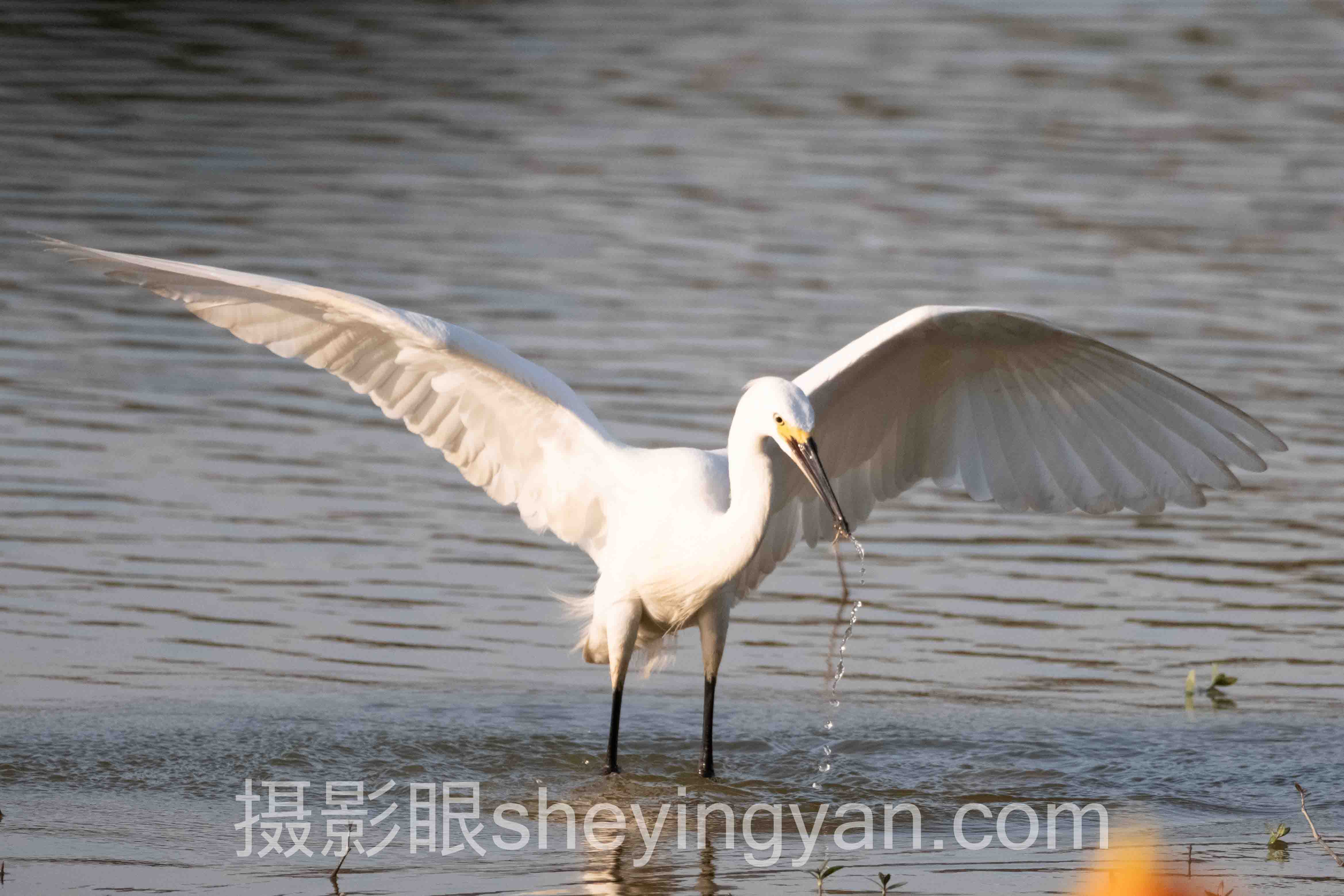 2024年地平线歪了怎么办数据报告：关键趋势与洞察